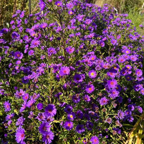 Aster nowobelgijski 'Believer Purple' Fioletowy Michałek Marcinek 1.0L na Arena.pl