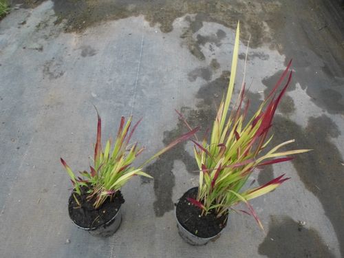 Czerwona TRAWA do ogrodu RED BARON P9 na Arena.pl