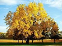 ORZECH CZARNY Juglans nigra NASIONA 10 sztuk - 100g.