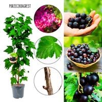 Porzeczkoagrest duży plon owoców KRZEW 50-90 cm