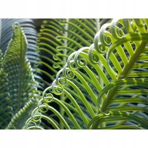 PODŁOŻE DO KWIATÓW ROŚLIN i PALM ZIEMIA UNIWERSALNA Z NAWOZEM COMPO na Arena.pl