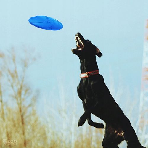 Zestaw 3x DYSK DO RZUCANIA APORTOWANIA FRISBEE GRYZAK zabawka dla psa na Arena.pl