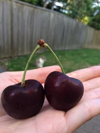 Czereśnia UKRAIŃSKA / GIGANTYCZNE OWOCE słodka i smaczna PIERWSZY na Arena.pl