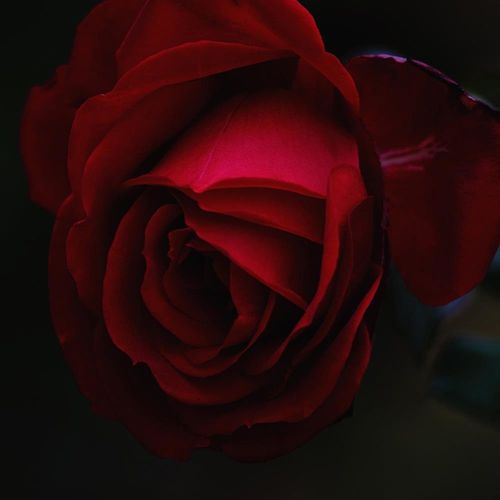 Deco Panel, Róża na czarnym tle 60x90 na Arena.pl