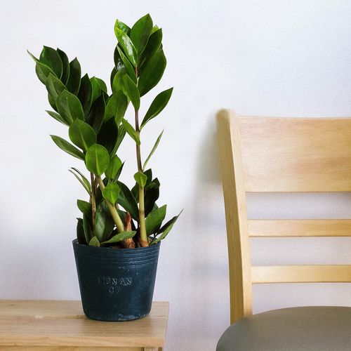 ZAMIOKULKAS (ZAMIOCULCAS) 35cm na Arena.pl