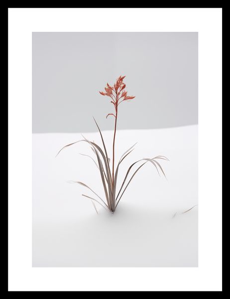 Plakat 21x29,7cm Subtelność Natury zdjęcie 3