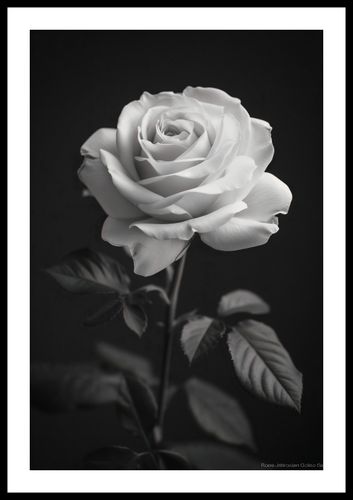 Plakat 40x60cm Płatki Róż na Arena.pl