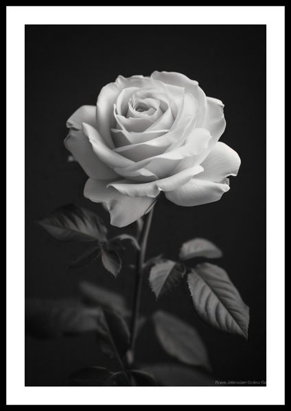 Plakat 40x60cm Płatki Róż zdjęcie 3