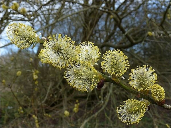 GK WIERZBA IWA MIODODAJNA zdjęcie 1