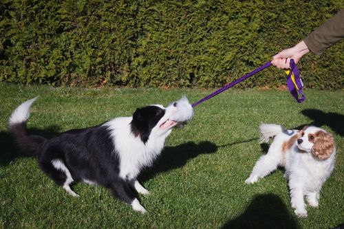 SZARPAK naturalny owca AMORTYZATOR 65cm TURKUS na Arena.pl