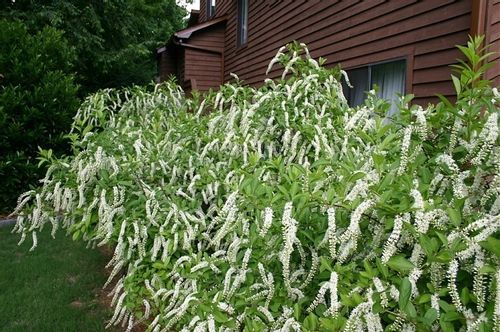 Itea wirginijska 40-60cm C2 na Arena.pl