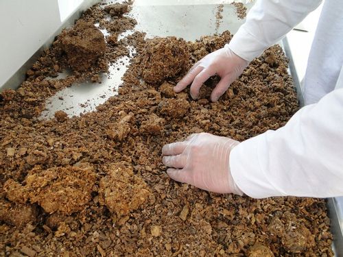 propolis (kit pszczeli) surowy polski 100 g na Arena.pl