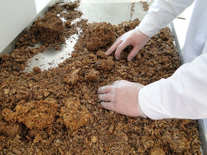 propolis (kit pszczeli) surowy polski 100 g zdjęcie 8