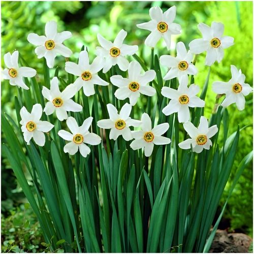 NARCYZ cebulki MIX BOTANICZNY odporne i trwałe 100 szt. + GRATIS na Arena.pl