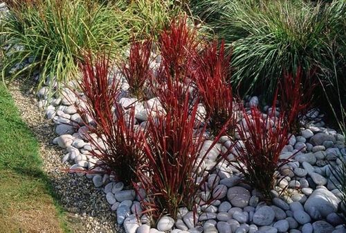 Czerwona TRAWA do ogrodu RED BARON C2 na Arena.pl