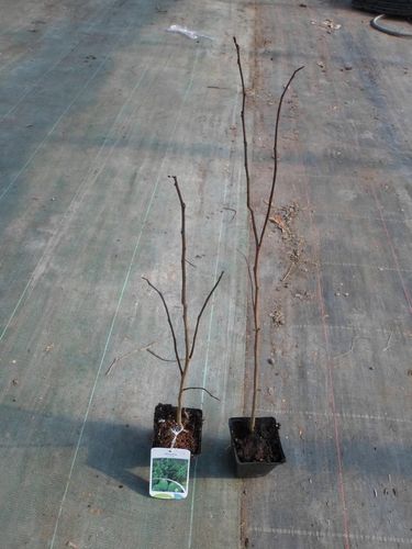 Urodlin banan papierowy 60-80cm P9 na Arena.pl