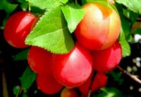 ŚLIWA ŚLIWKA CZERWONA MIRABELKA SMAK DZIECIŃSTAW