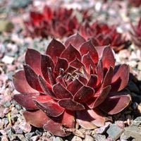 Rojnik RUBIN Czerwony Na skalniak Ubogie gleby P9