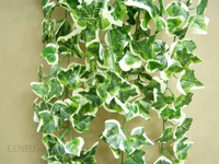 HEDERA BLUSZCZ biało-zielone odporne na mróz - sadzonki 50 / 90 cm