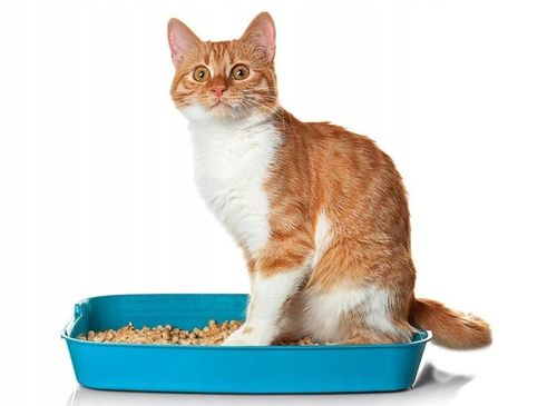 GRANULAT ŚCIÓŁKA Naturalny Pellet kot królik 30L na Arena.pl