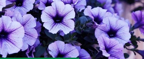 ROSAHUMUS 1kg nawóz organiczny kwasy humusowe POTAS POPRAWIA JAKOŚĆ GLEBY na Arena.pl