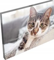 OBRAZ na płótnie zwierzęta kot do pokoju salonu