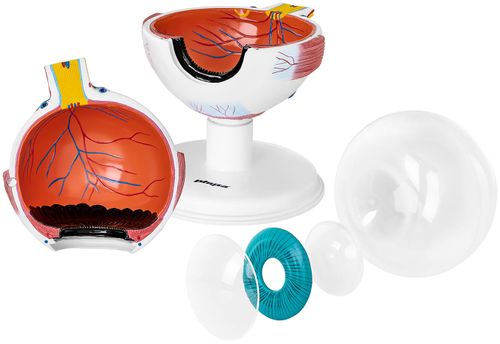 Oko - model anatomiczny Physa PHY-EB-1 na Arena.pl