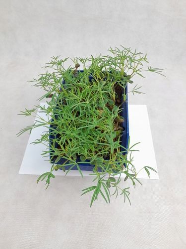 Łubin wąskolistny 25kg GORZKI na Arena.pl