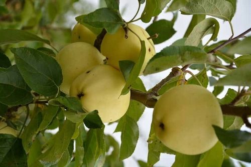 Jabłoń PAPIERÓWKA Oliwka żółta/ ODMIANA DESEROWA na Arena.pl