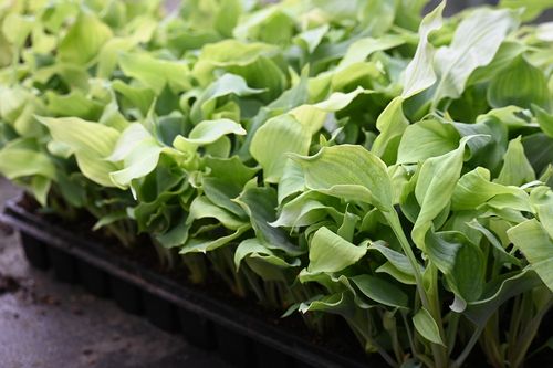 Funkia Diamond Lake - Hosta sieboldiana na Arena.pl