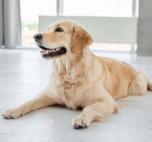 DOLINA NOTECI SUPERFOOD Karma mokra dla psa MIX Smaków 12 x 300g bezzbożowa na Arena.pl