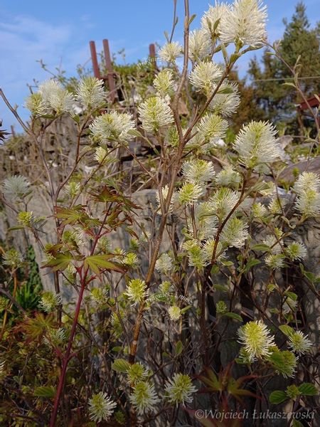 Fotergilla olszolistna Suzanne miododajna unikalna zdjęcie 3