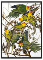 Plakat papugi retro vintage plakaty 50x70 cm w czarnej ramie