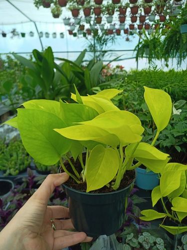 Epipremnum Golden Pothos Neon Żółty Gold Złocisty Scindaptus Epiprenium na Arena.pl