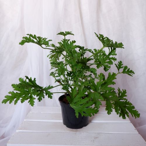 GERANIUM ANGINKA ROŚLINA LECZNICZA gęsta XL don.Ø13cm na Arena.pl