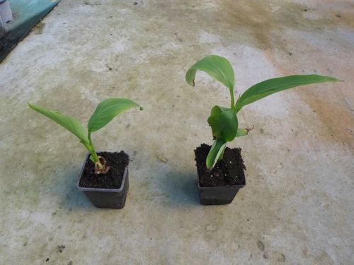 Bananowiec Musa Basjoo sadzonka 20-40cm P9 na Arena.pl