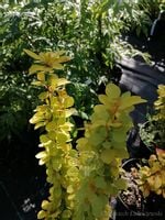 Berberys Thunberga Golden Torch ładne wybarwienie