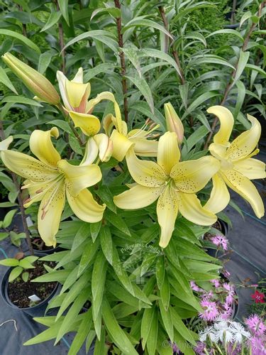 Lilia azjatycka Bright Pixie na balkon i taras na Arena.pl