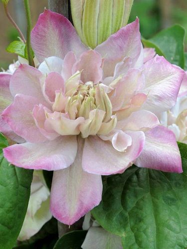 Powojnik Clematis Innocent Blush ® C2 E na Arena.pl