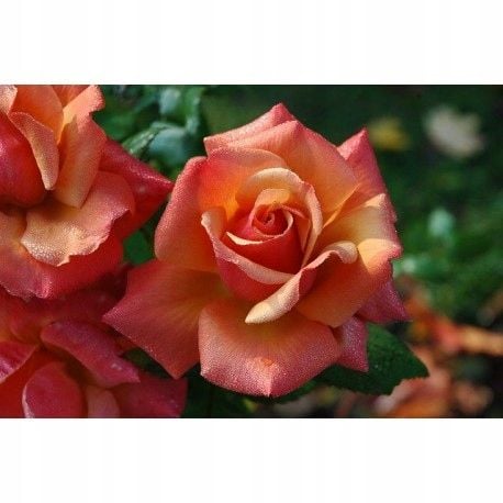 inco florovit roza 3kg ./in/ na Arena.pl