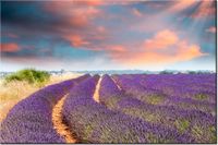 120CM 80CM OBRAZ ŚCIENNY POLE LAWENDY