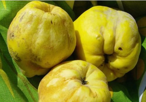 PIGWA OLBRZYMIA JABŁKOWA SZCZEPIONA NA PNIU - sadzonki 130 / 150 cm na Arena.pl