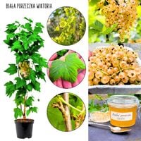 Biała Porzeczka Wiktoria mrozoodporna KRZEW 40-60 cm