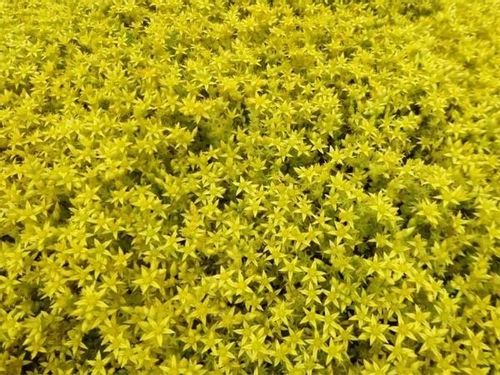Rozchodnik ostry YELLOW QUEEN Sedum Żółty dywan Sadzonki w doniczkach P9 na Arena.pl