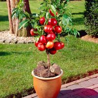 NEKTARYNKA kolumnowa na tarasy i balkony - sadzonki 40  / 50 cm