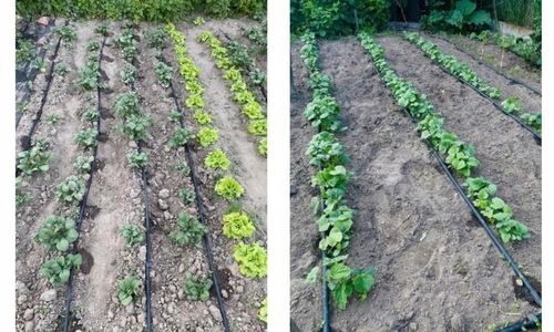 LINIA KROPLUJĄCA NAWODNIENIE KROPELKOWE WĄŻ DO PODLEWANIA ZESTAW 50m+ 56el. na Arena.pl