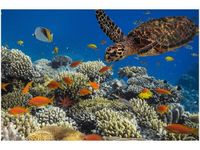 60X40CM OBRAZ PODWODNA NATURA