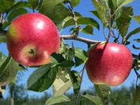 JABŁOŃ FREEDOM ODPORNA NA PARCHA NISKOPIENNA