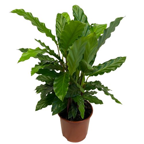 CALATHEA KALATEA MIROSHA 60 cm na Arena.pl