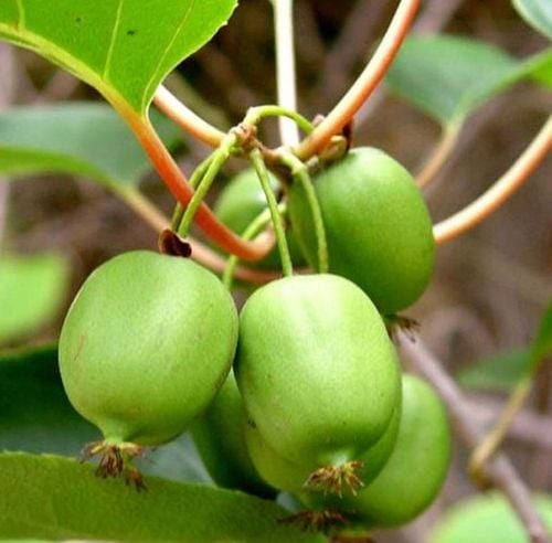 MINI KIWI Aktinidia ISSAI SAMOPYLNE obupłciowa sadzonka SMACZNE owoce na Arena.pl